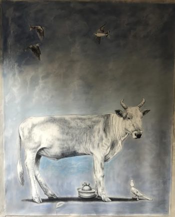Nguni Cow