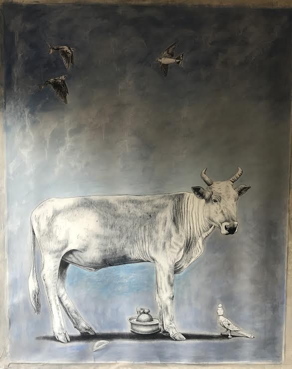 Nguni Cow