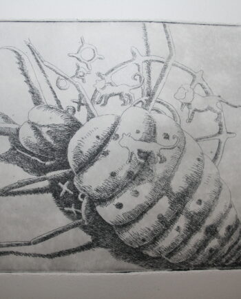 Little 5 Series: Ant Lion