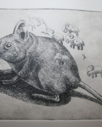 Little 5 Series: Elephant Shrew
