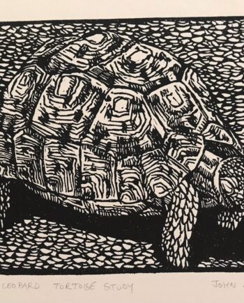 Reptile Study : Leopard Tortoise Study
