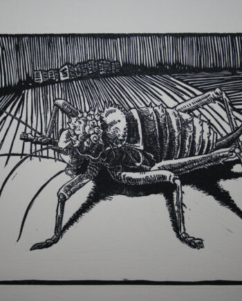 It's All About Perspective : Bush Cricket