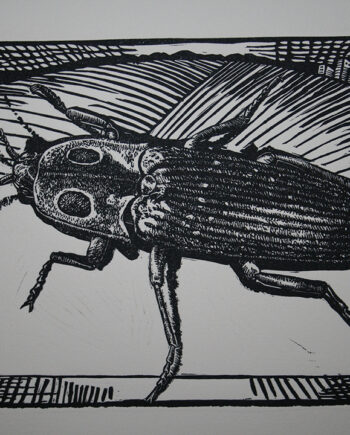 It's All About Perspective : Click Beetle
