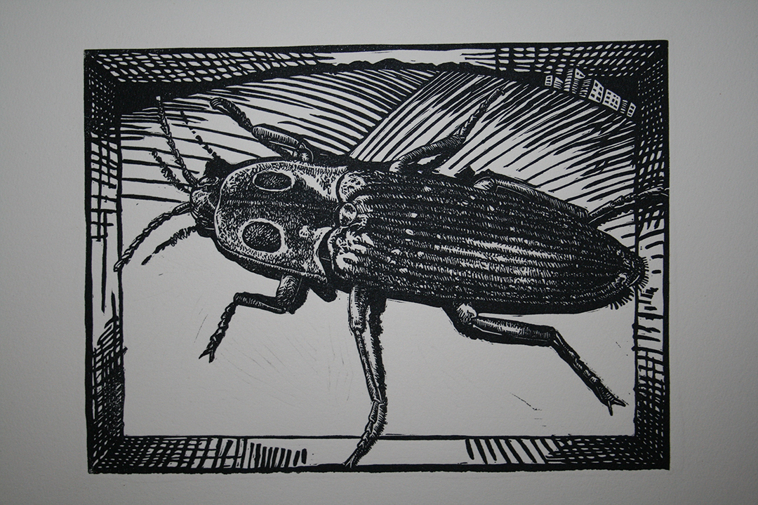 It's All About Perspective : Click Beetle