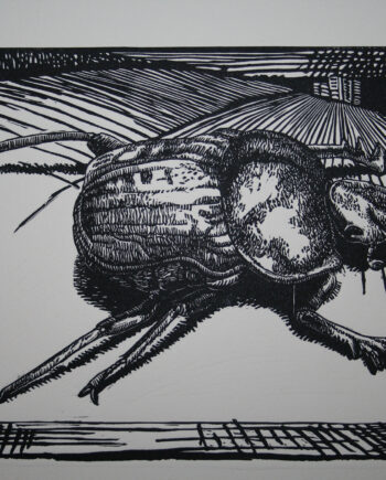 It's All About Perspective : Dung Beetle