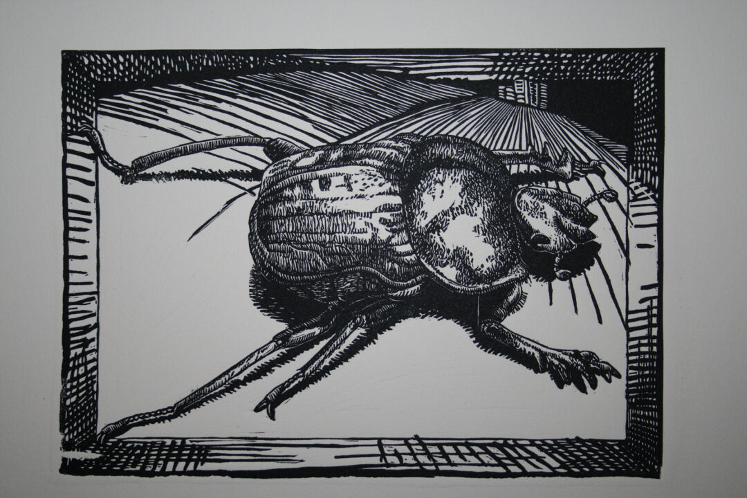 It's All About Perspective : Dung Beetle
