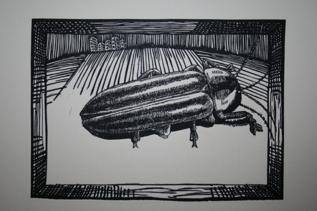 It's All About Perspective : Firefly