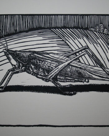 It's All About Perspective : Katydid