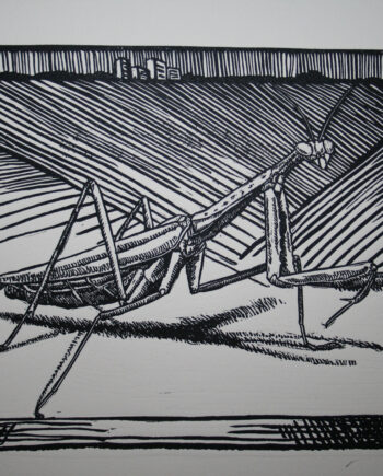 It's All About Perspective : Mantis