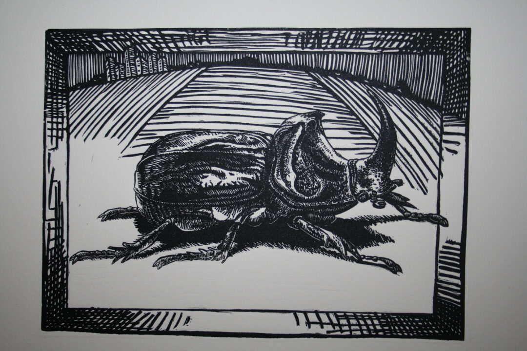 It's All About Perspective : Rhino Beetle