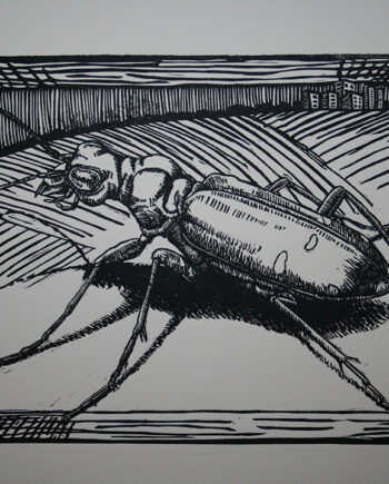 It's All About Perspective : Tiger Beetle