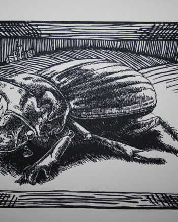 It's All About Perspective : Emerald Dung Beetle