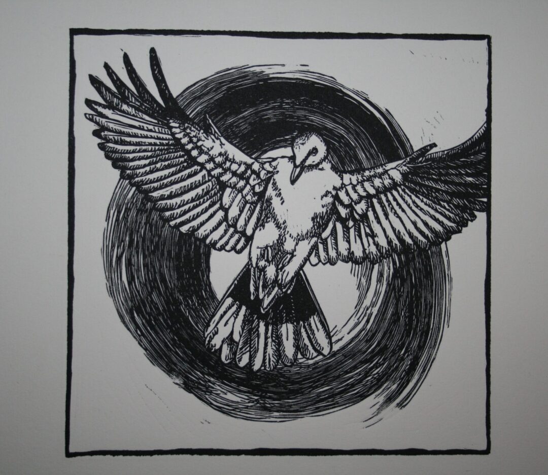Noughts and Crosses : Dove