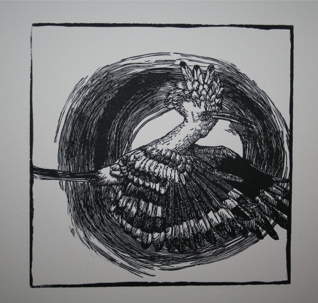 Noughts and Crosses : Hoopoe