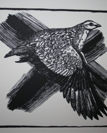 Noughts and Crosses : Sandgrouse