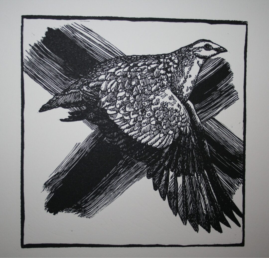 Noughts and Crosses : Sandgrouse