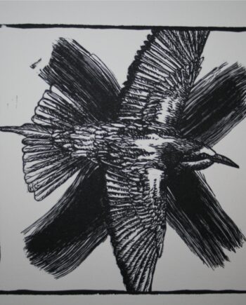 Noughts and Crosses : Bee-Eater