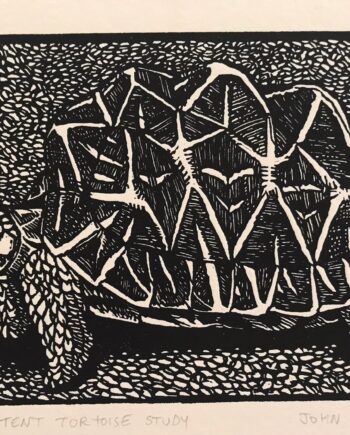 Reptile Study : Tent Tortoise Study