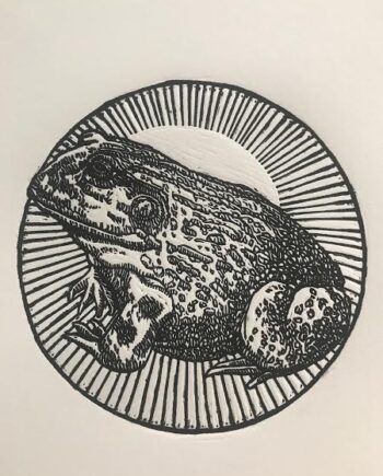 Bullfrog Study