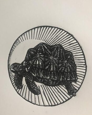 Geometric Tortoise Study