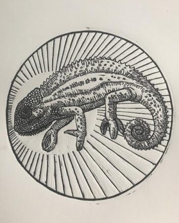 Knysna Dwarf Chameleon Study
