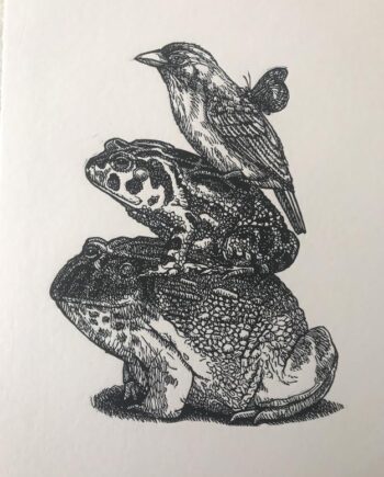 African Bullfrog And Friends