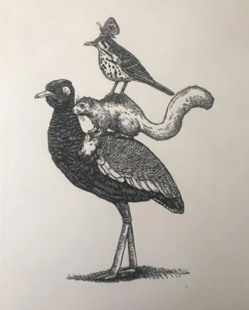 Blackbellied Kohraan And Friends