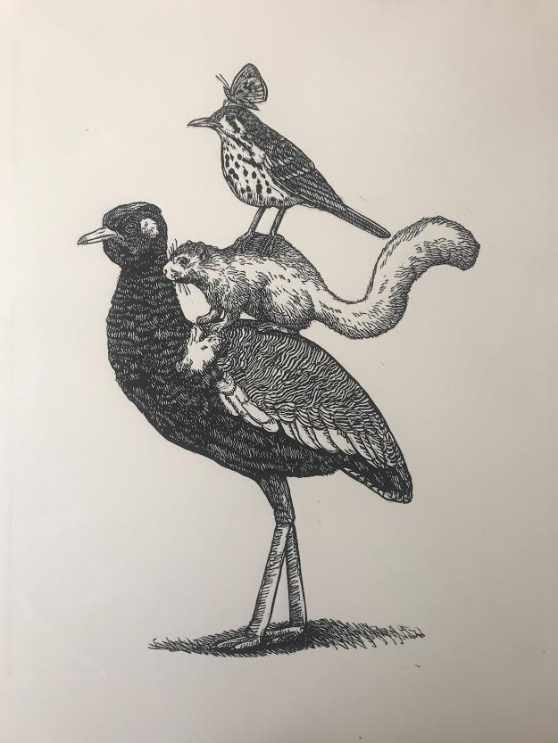 Blackbellied Kohraan And Friends