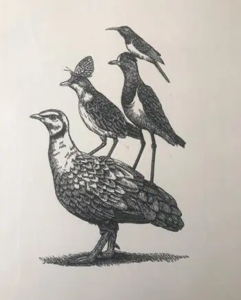Yellowthroated Sandgrouse And Friends