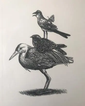 Slaty Egret And Friends