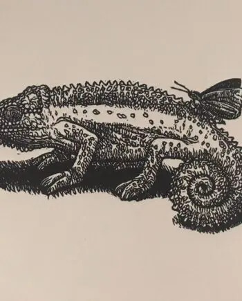 Dwarf Chameleon And Friend
