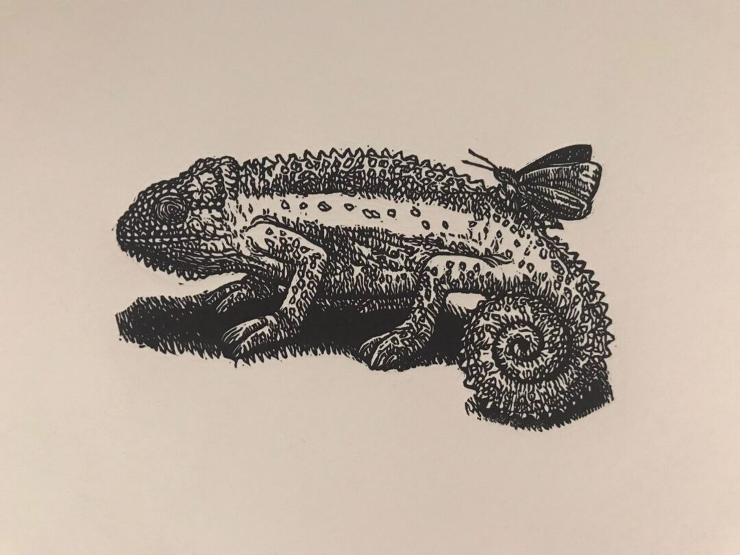 Dwarf Chameleon And Friend