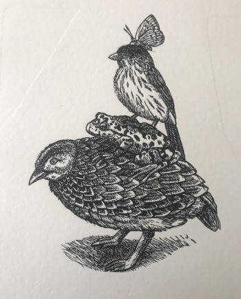 Blackrumped Buttonquail And Friends