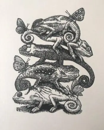 Dwarf Chameleon And Friends 2