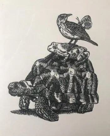 Tent Tortoise And Friends