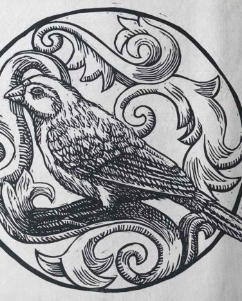 Scrollwork Series : Blue Waxbill 2