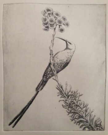 Tea Series : Snow Bush