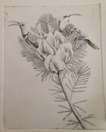 Tea Series : Honey Bush