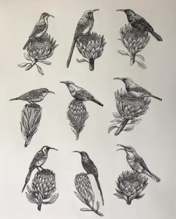 Sunbird and Protea Series: Bunch of Birds, Flock of Flowers
