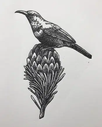 Sunbird and Protea Series: No 11 - Purple-banded Sunbird