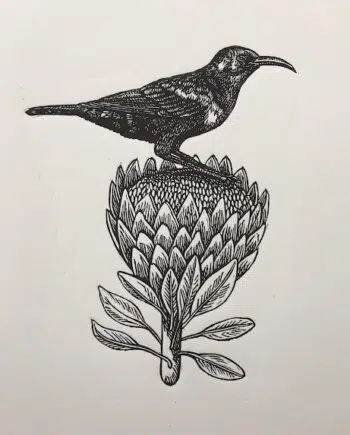 Sunbird and Protea Series: No 12 - Marico Sunbird