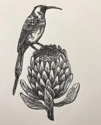 Sunbird and Protea Series: No 2 - Bronzy Sunbird