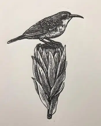 Sunbird and Protea Series: No 3 - Olive-backed Sunbird
