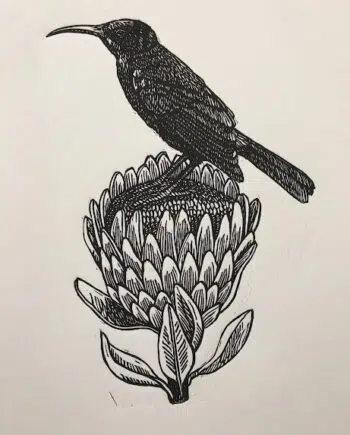 Sunbird and Protea Series: No 4 - Black Sunbird