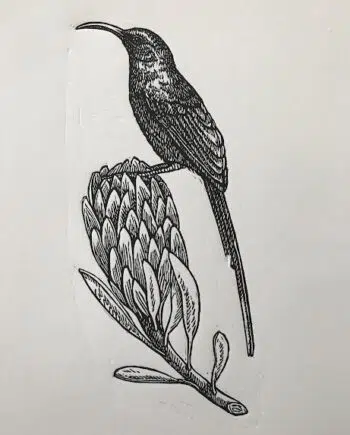Sunbird and Protea Series: No 5 - Orange-breasted Sunbird