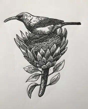 Sunbird and Protea Series: No 6 - White-bellied Sunbird
