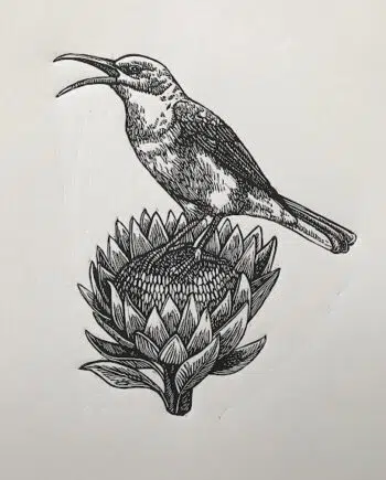 Sunbird and Protea Series: No 7 - Southern Double-collared Sunbird