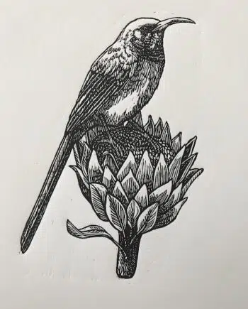 Sunbird and Protea Series: No 8 - Orange-breasted Sunbird