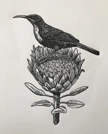 Sunbird and Protea Series: No 9 - Scarlet-chested Sunbird