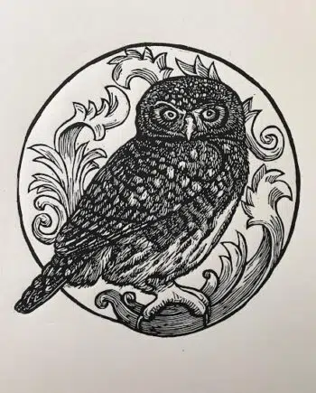 Owl Series : Pearl-spotted Owlet